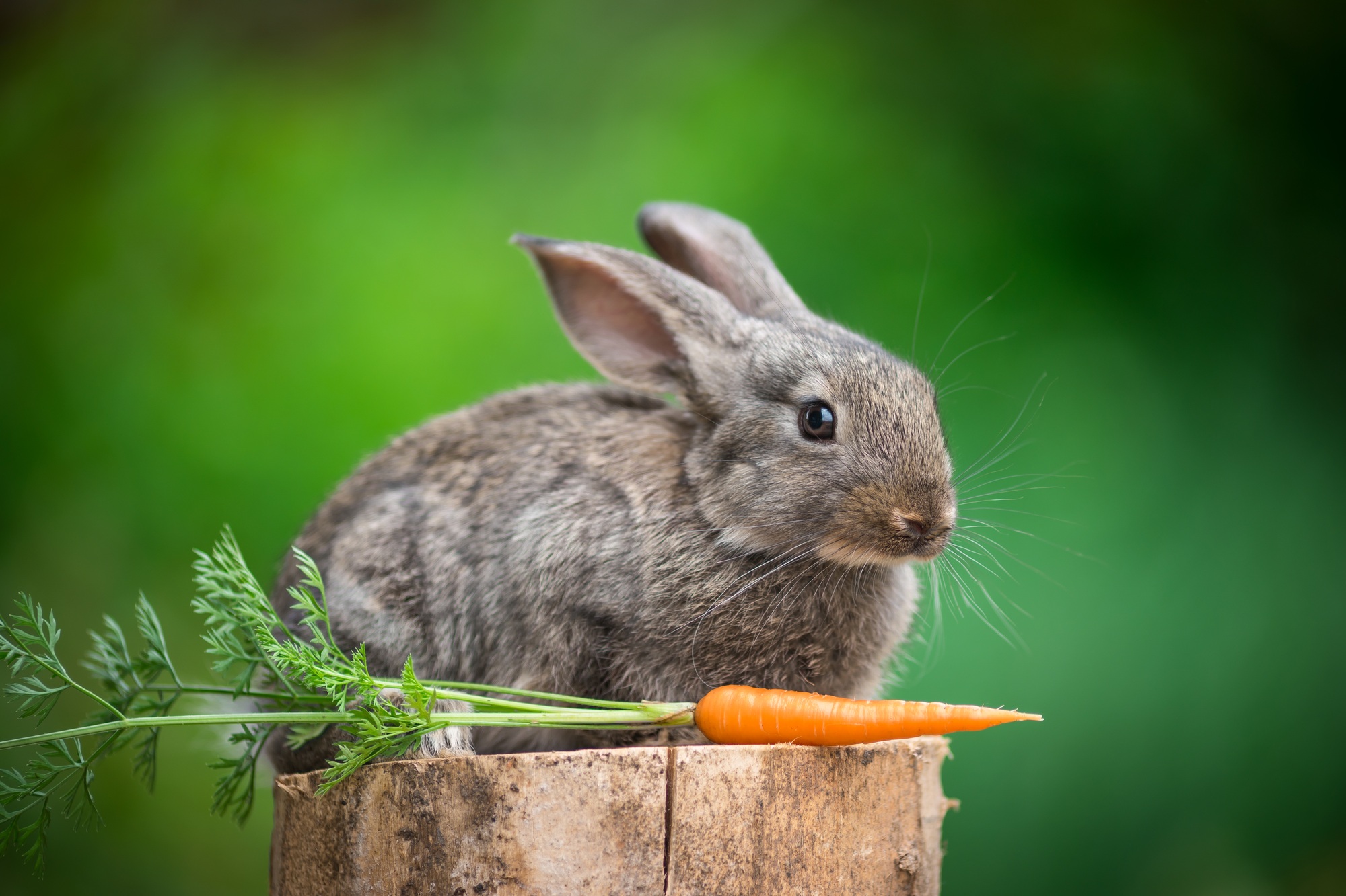 Rabbit. Beautiful animal of nature