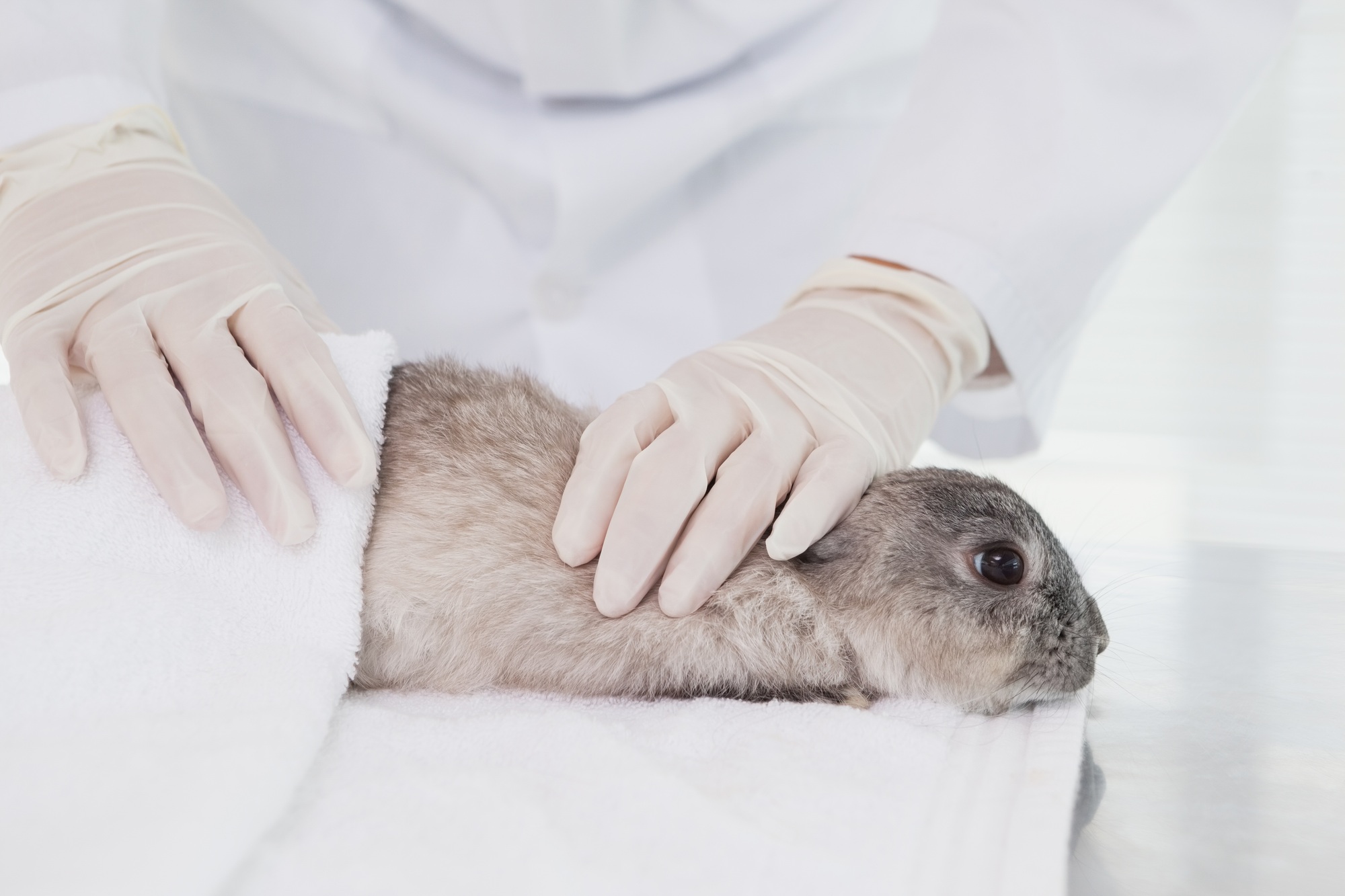 Vet closely examining a rabbit on a table